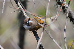 Fulvetta vinipectus