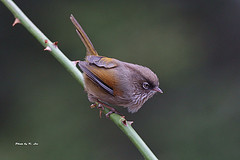 Fulvetta cinereiceps