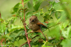 Fulvetta formosana