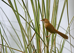 Chrysomma altirostre