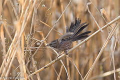 Rhopophilus pekinensis