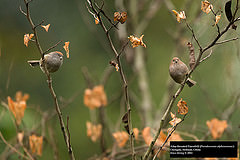 Sinosuthora alphonsiana