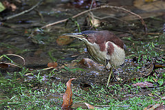 Ixobrychus eurhythmus