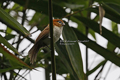 Chleuasicus atrosuperciliaris