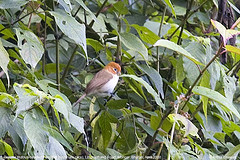 Psittiparus ruficeps