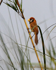 Paradoxornis flavirostris