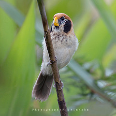 Paradoxornis guttaticollis