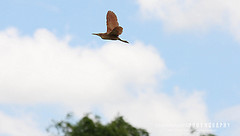 Ixobrychus cinnamomeus