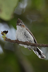 Yuhina castaniceps