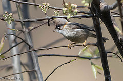 Yuhina flavicollis