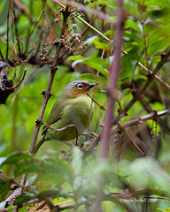 Zosterornis whiteheadi