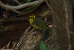 Apalopteron familiare