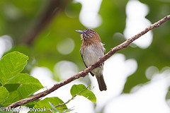 Dasycrotapha plateni