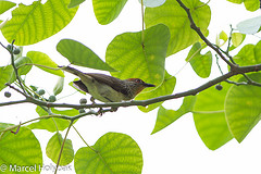 Sterrhoptilus capitalis