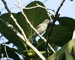 Lophozosterops pinaiae