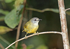 Lophozosterops squamiceps