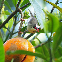 Heleia crassirostris