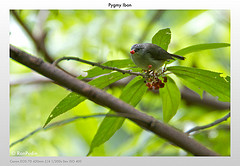 Oculocincta squamifrons