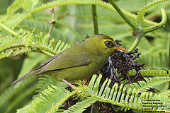 Chlorocharis emiliae