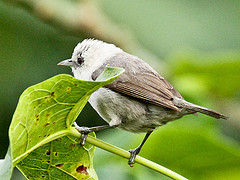 Zosterops leucophaeus