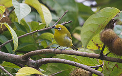 Zosterops palpebrosus