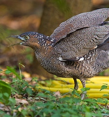 Gorsachius melanolophus