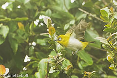 Zosterops ceylonensis