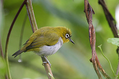 Zosterops salvadorii