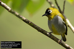 Zosterops atricapilla