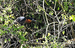 Gorsachius leuconotus