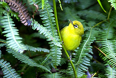 Zosterops citrinella