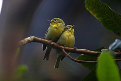 Zosterops consobrinorum