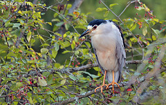 Nycticorax nycticorax