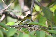 Zosterops somadikartai