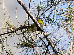 Zosterops novaeguineae