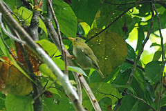 Zosterops rennellianus