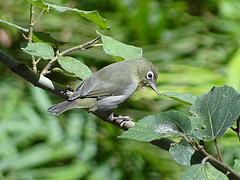 Zosterops abyssinicus