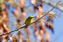 Zosterops senegalensis