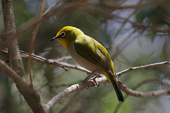 Zosterops poliogastrus