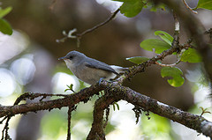 Zosterops borbonicus