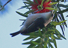 Zosterops mauritianus