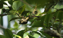 Zosterops ficedulinus