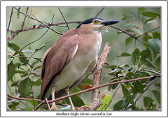 Nycticorax caledonicus