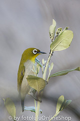 Zosterops maderaspatanus