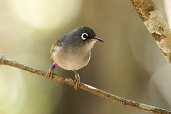 Zosterops chloronothos