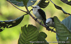 Campylorhynchus albobrunneus