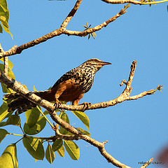 Campylorhynchus zonatus
