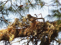 Campylorhynchus megalopterus