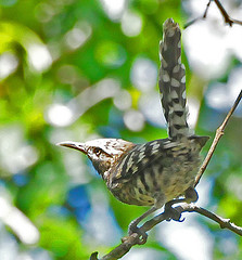 Campylorhynchus nuchalis