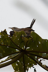 Campylorhynchus fasciatus